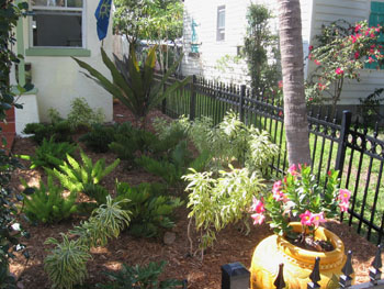 The right side yard now has no lawn and boast a large African string lily.