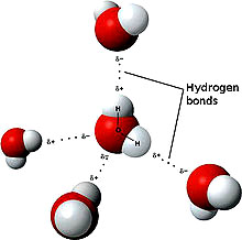 water molecules interacting with hydrogen bonds--diagram by wiki-commons