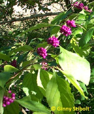 Beauty Berry provides a great show starting at the end of summer.  Photo by Stibolt.