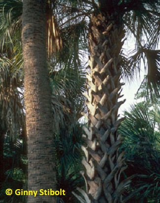 Palm trunks make a statement in the landscape.  Photo by Stibolt