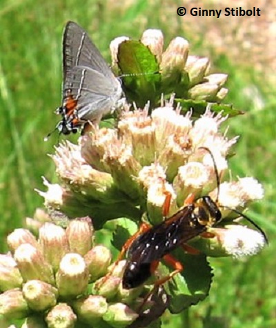 Gray Hairstreak butterfly and a wasp share a fleabane. Photo by Stibolt