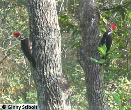 A pair of piliated woodpeckers book-ended on a red bay tree.  Photo by Stibolt.