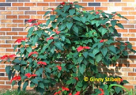 Poinsettias bloom next to my neighbor's house.  Photo by Stibolt