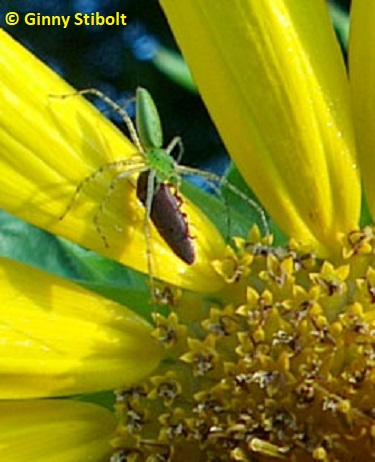 Green spider capturing a beetle on a sunflower.  Photo by Stibolt