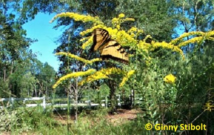 Goldenrod is favored by many insects including the tiger swallowtail. Photo by Stibolt