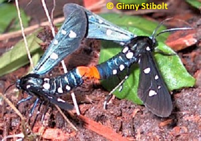 Mating polka dotted wasp moths.  Photo by Stibolt