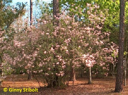 A native azalea makes a statement as an understory shrub in a piney landscape.  Photo by Stibolt