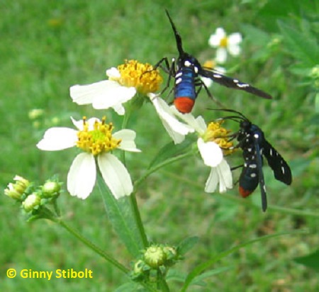 Two polka-dotted wasp moths gather nectar from the Bidens alba flowers.