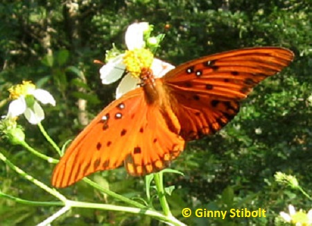 Gulf frittilary butterflies snub the scarlet milkweed for beggarticks.  Photo by Stibolt.