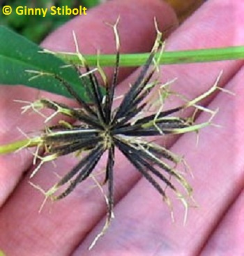 Bidens alba with 2 hooks on each seed.  Photo by Stibolt