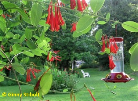 A bird-friendly yard includes coral honeysuckle, 
			hummingbird feeder, meadows, and wooded areas.  Photo by Stibolt.