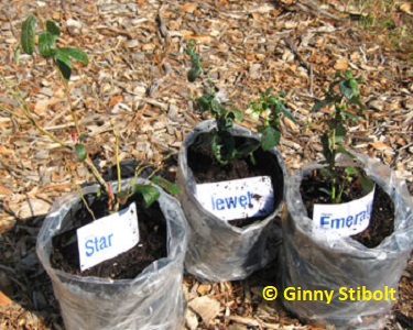 Ginny's new southern highbush blueberries.  Photo by Stibolt