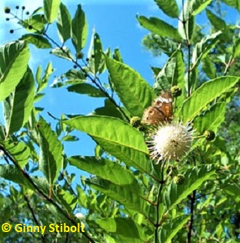 Button Bush has inch-inch globular flowers. 
			Photo by Stibolt