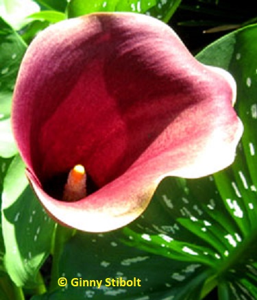 Calla lily in ginny's yard is in the same family as the peace lilies.  Photo by Stibolt