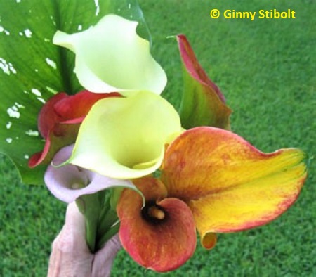 Calla lilies pciked for a bouquet.  
				   Photo by Stibolt