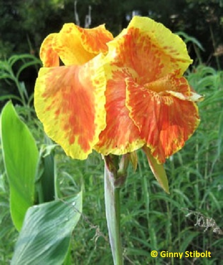 Canna lily in Ginny's yard.  
	Photo by Stibolt