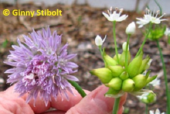 Chives vs. meadow garlic: related or not? Photo by Stibolt