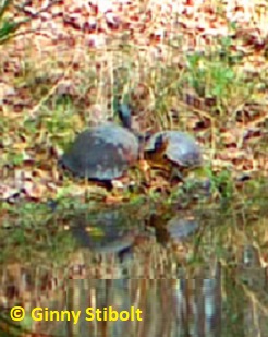Cooter turtles next to our front pond.  Photo by Stibolt