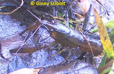 Crawfish found hiding under the leaves at the edge of the pond.  Photo by Stibolt
