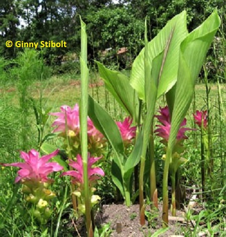 Hidden Ginger Lily flowers and leaves.  Photo by Stibolt
