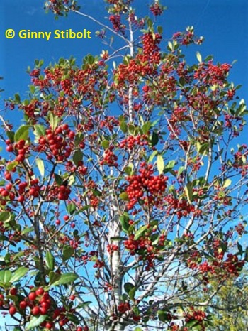 Dahoon Holly with its magnificent berries.  Photo by Stibolt