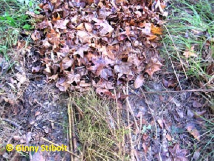 Path mulching: at the bottom are the long stalks on the paths, at the top are the leaves covering them.  Photo by Stibolt