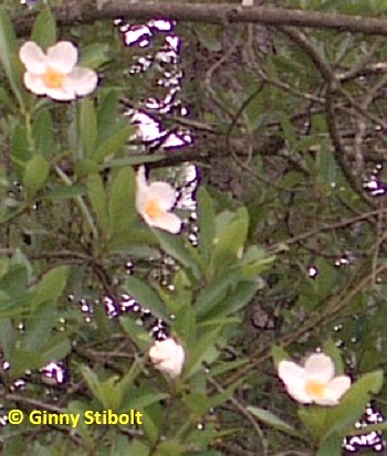Loblolly Bay blossoms rival Magnolias for showiness.  Photo by Stibolt