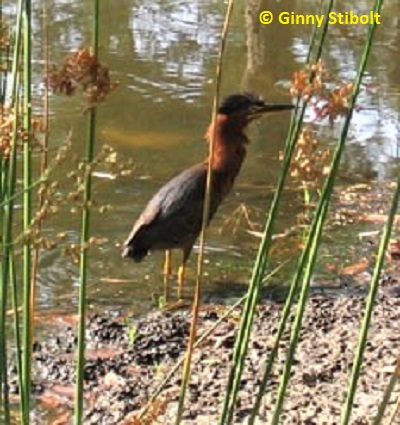 Green Heron stalking the edge of the pond Photo by Stibolt