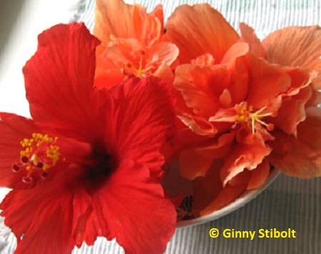 Hibiscus flowers are edible.  Photo by Stibolt.