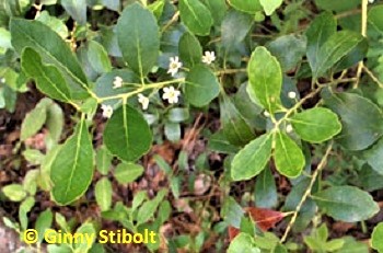 Ink Berry is a holly shrubb with black berries.  Photo by Stibolt