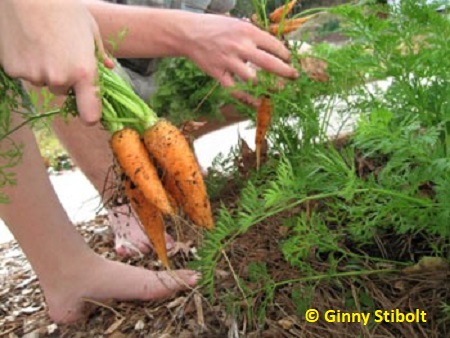 Get kids out in the veggie patch.  Photo by Stibolt.