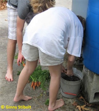 Prerinsing the carrots and turnips with rain barrel water. Photo by Stibolt