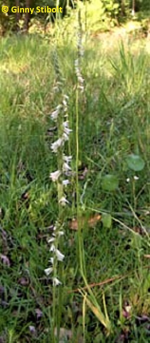 Ladies' Tresses in the meadow.  Photo by Stibolt