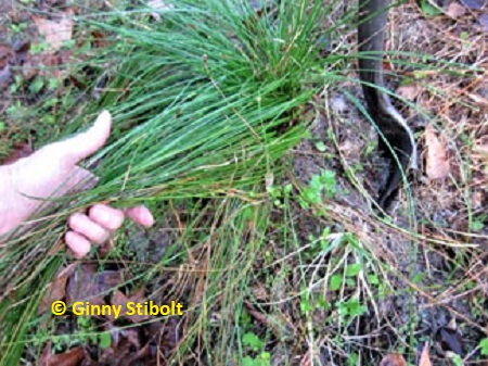 A grass stage longleaf pine growing on Ginny's property.  
			  Photo by Stibolt.