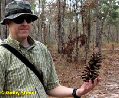 Longleaf pines have large cones.  Photo by Stibolt.