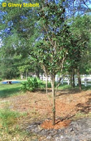One of the transplanted magnolias