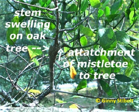 Mistletoe graft on a Water Oak. Photo by Stibolt