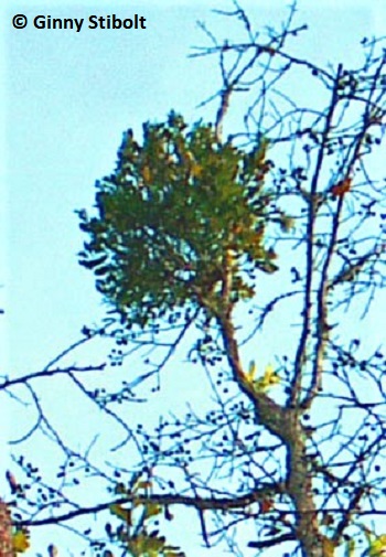 Mistletoe in a Water Tupelo Tree - photo by Stibolt