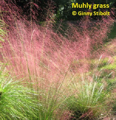 Muhly grass is one of the more attractive C4 grasses, a Florida native.  Photo by Stibolt