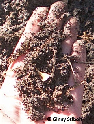  compost Photo by Stibolt