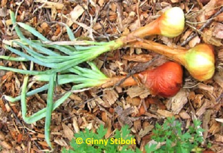 Three onions at the end of the season--the end of July. Photo by Stibolt.