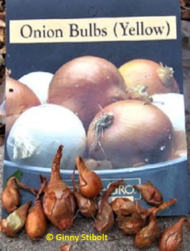 Onion sets are up to 1/2" across.  Oh the promises implied on their package.  Photo by Stibolt