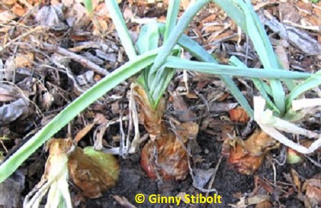 We planted onion set at the same time we planted lettuce and the other winter crops.  Photo by Stibolt.