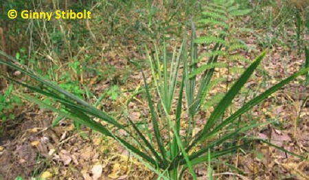 Blue palmetto growing by the front pond--largest of the three.  Photo by Stibolt.