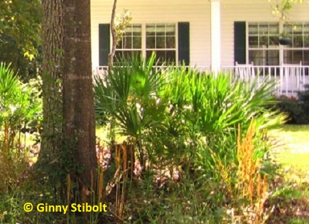 Palmettos in Ginny's front yard provide that tropical feel. Cinnamon ferns have put out their fall fertile fronds in this fall photo. Photo by Stibolt