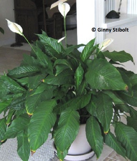 At the beginning of May the peace lilies bloomed.  Photo by Stibolt