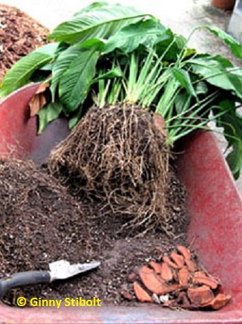 When re-potting, remove as much existing soil as possible. Photo by Stibolt