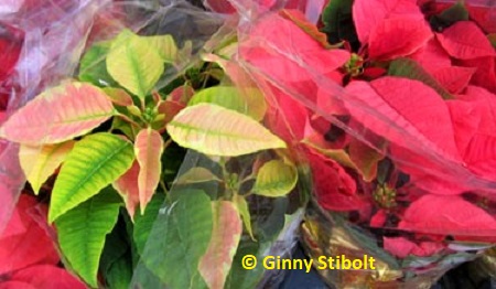 White and pink are two color options of poinsettias, but the native red is probably the most hardy.  Photo by Stibolt