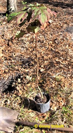 Pot bound oak leaf hydrangea. Photo by Stibolt.
