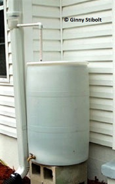 Single rain barrel near vegetable garden